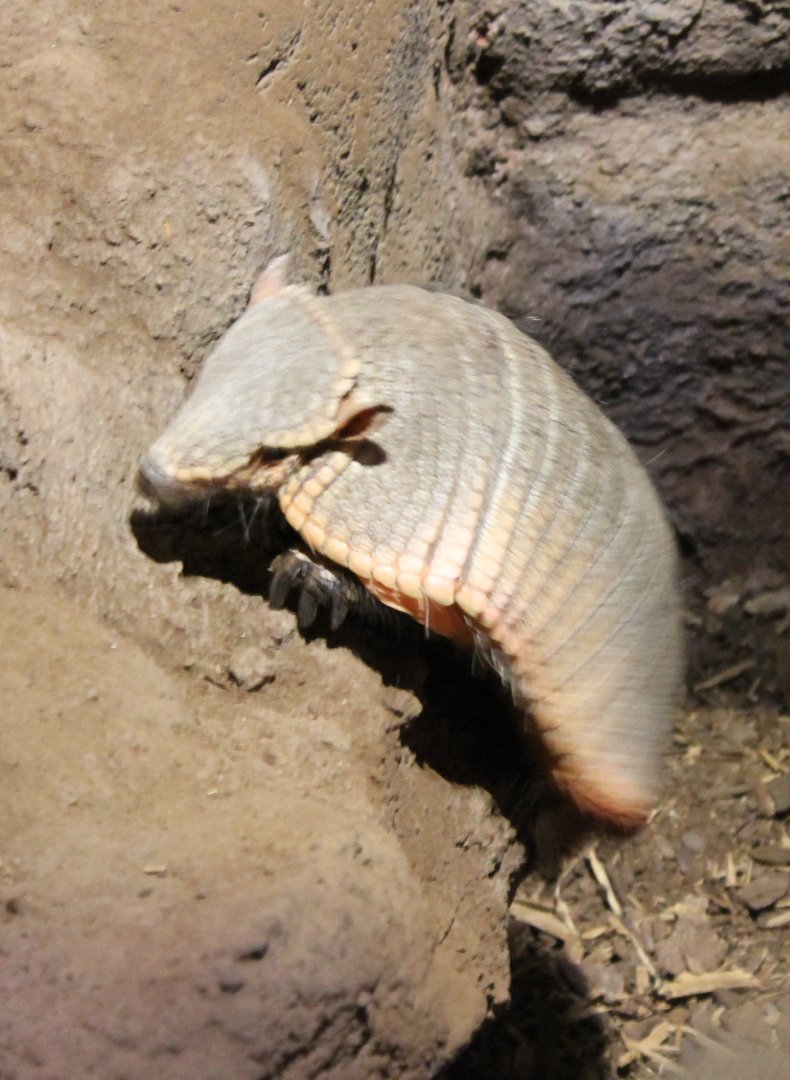 Armadillo
