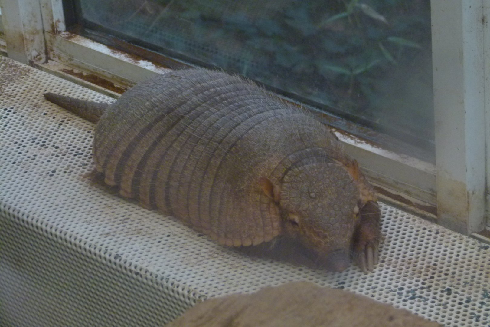 Armadillo