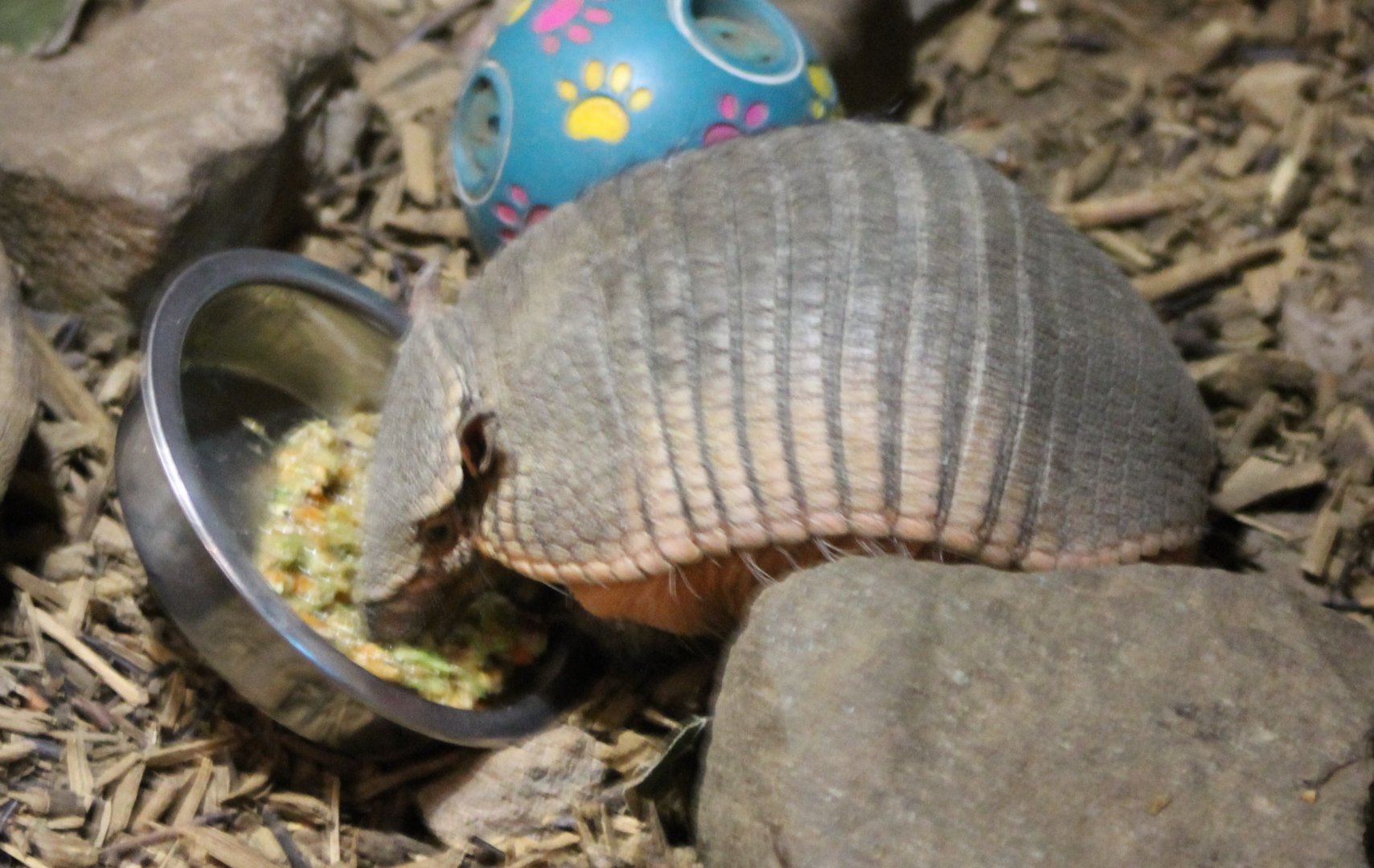 Armadillo