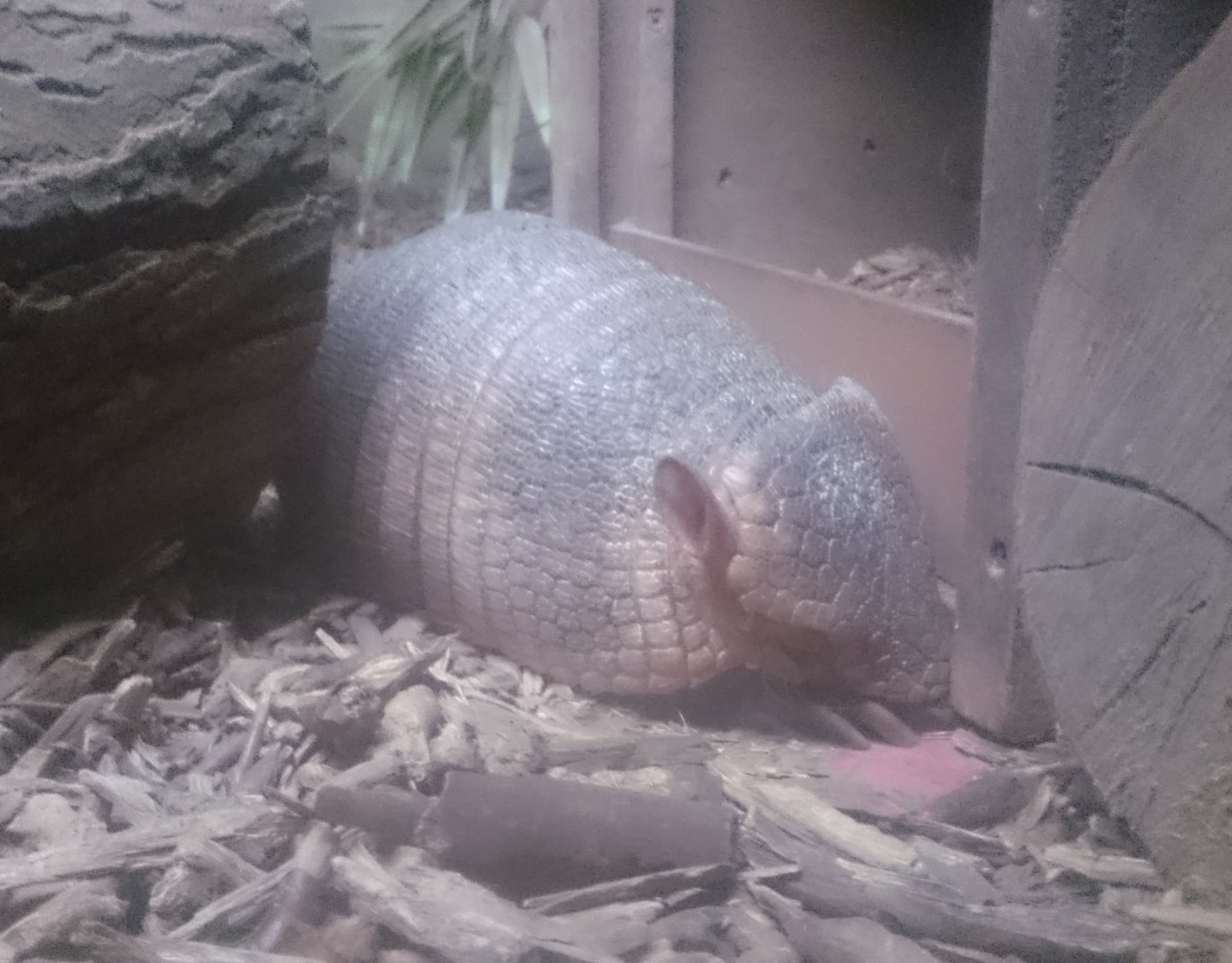 Armadillo
