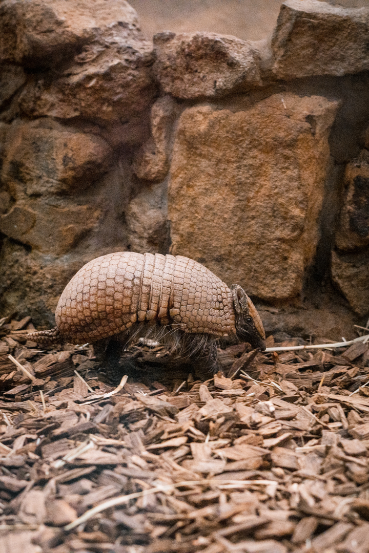 Armadillo