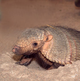 Armadillo