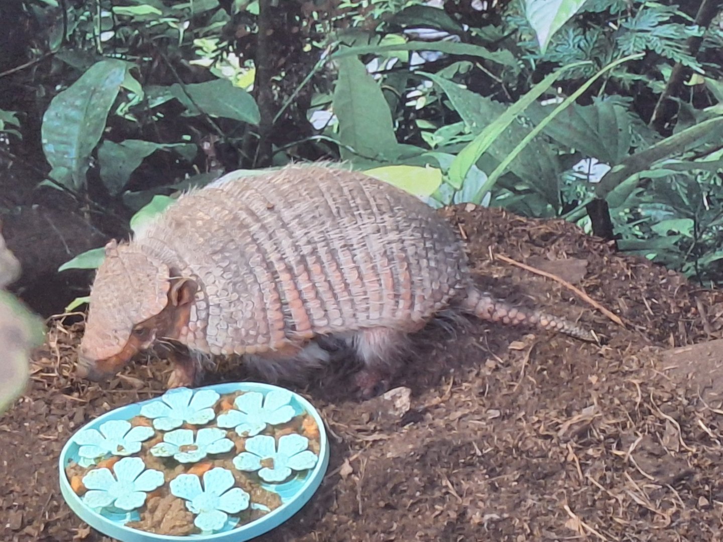 Armadillo