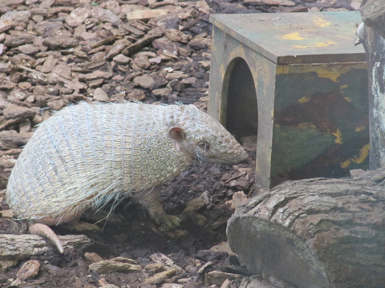 armadillo