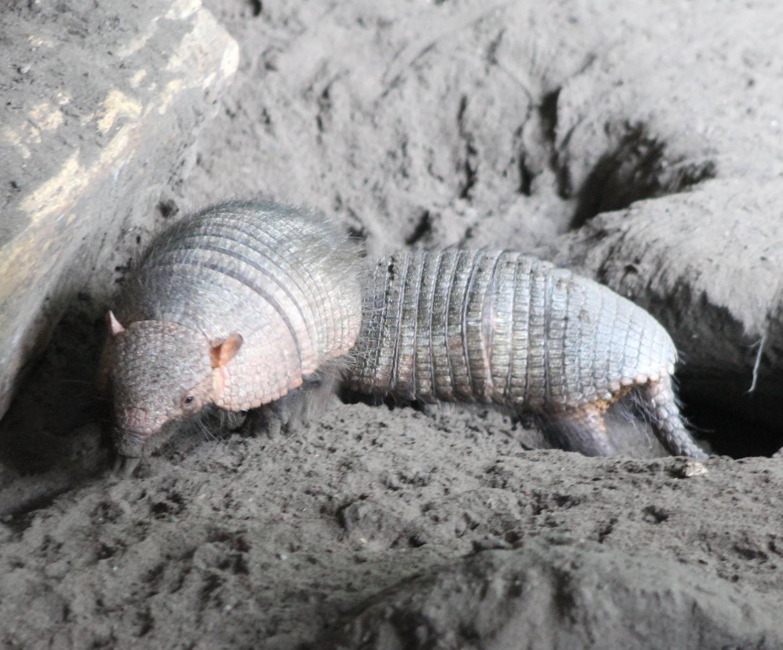 Armadillos