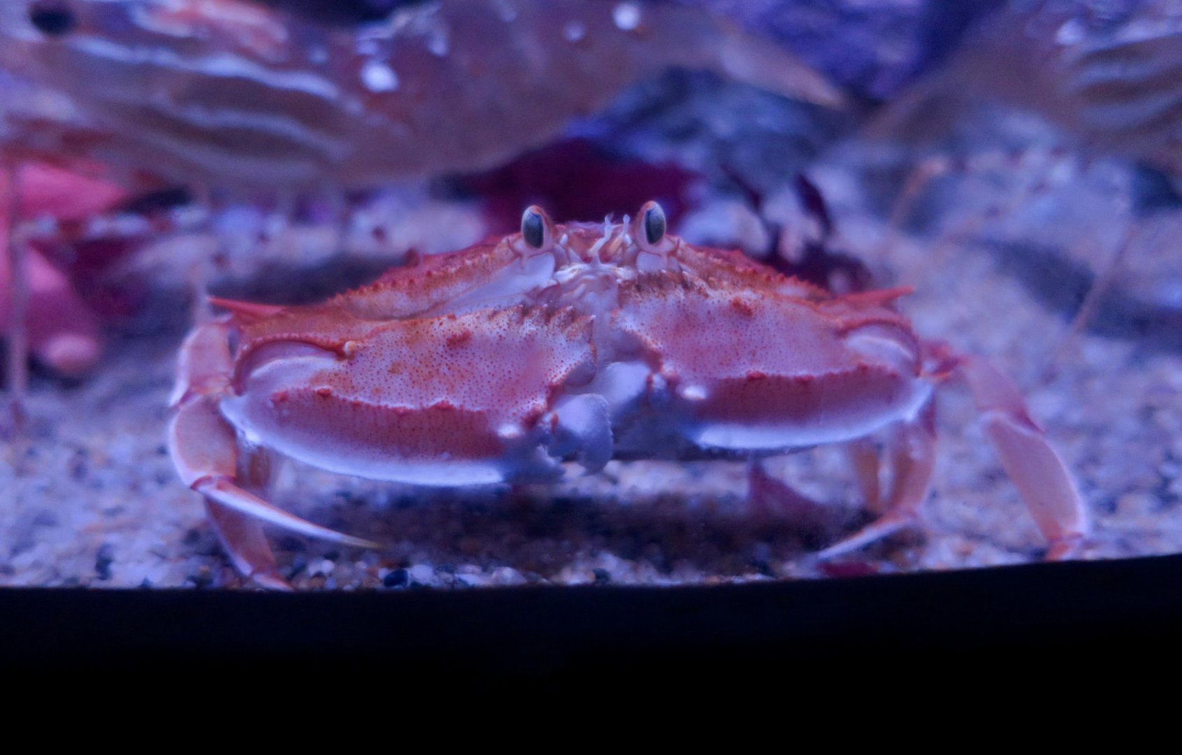 Armed Box Crab (Platymera gaudichaudii)