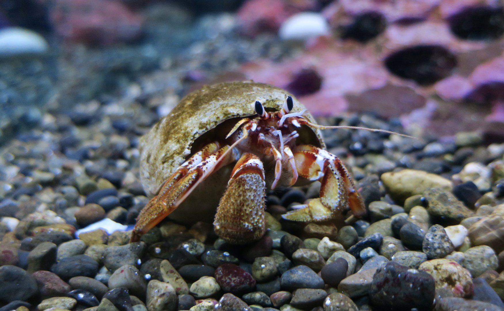 Armed Hermit Crab (Pagurus armatus)