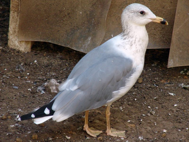 Armenian Gull / Larus armenicus sub-adult