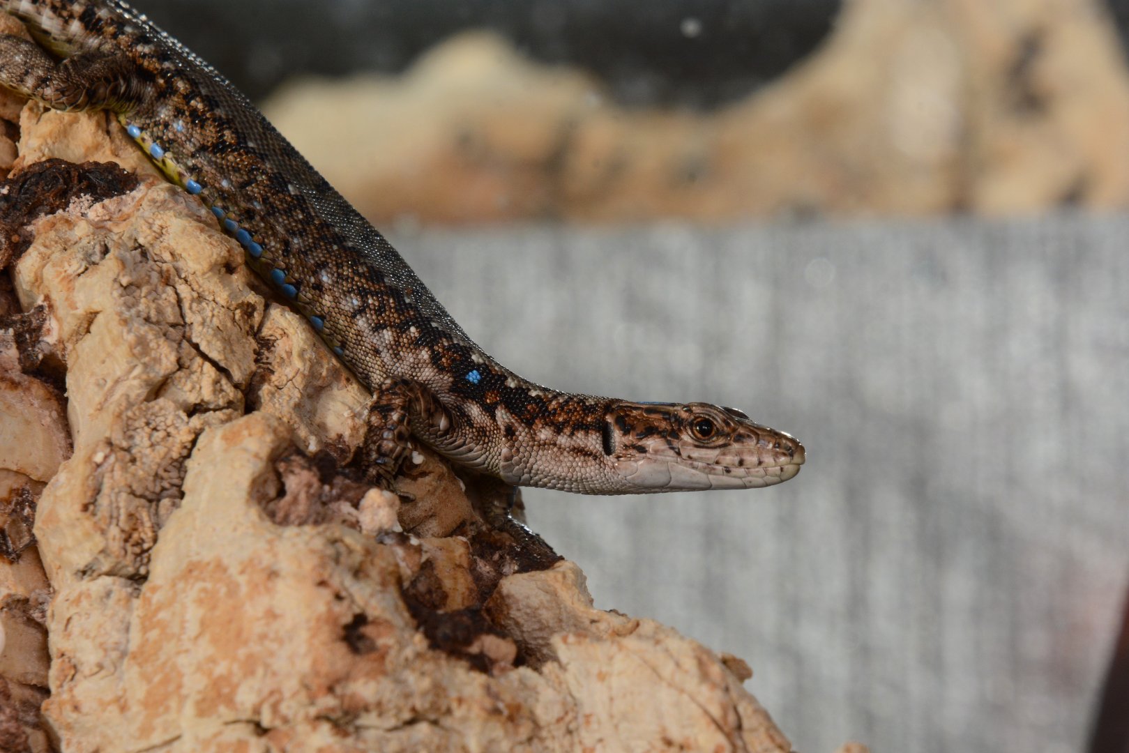Armenian lizard (Darevskia armeniaca)