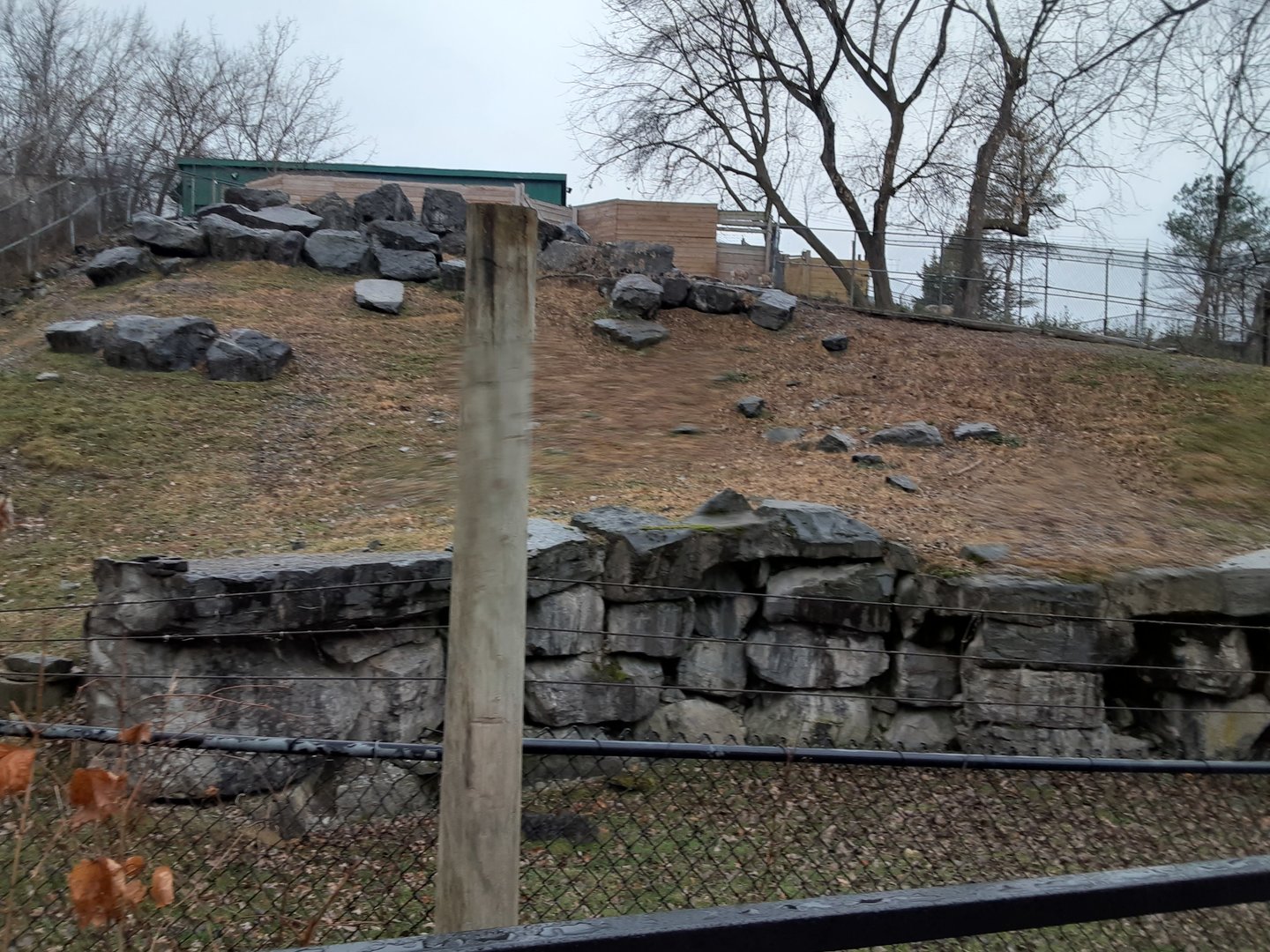 Armenian Mouflon Exhibit