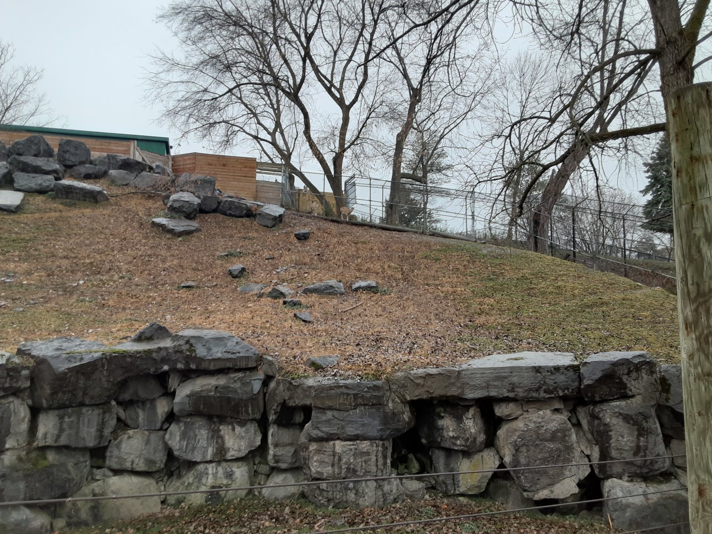 Armenian Mouflon Exhibit
