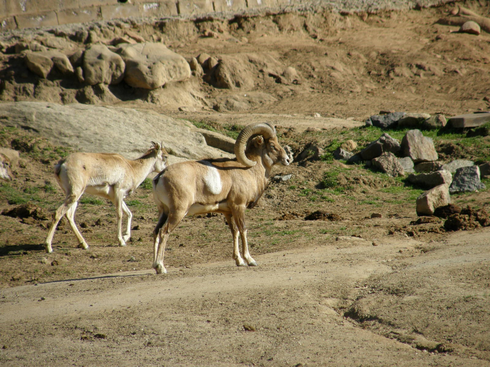 armenian mouflon(I think)