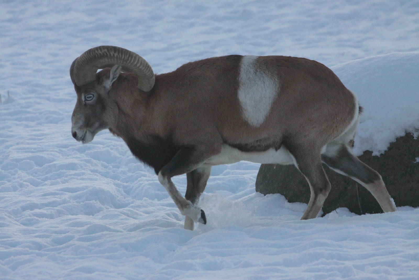 Armenian Mouflon (Ovis aries gmelini), adult male, January 2016