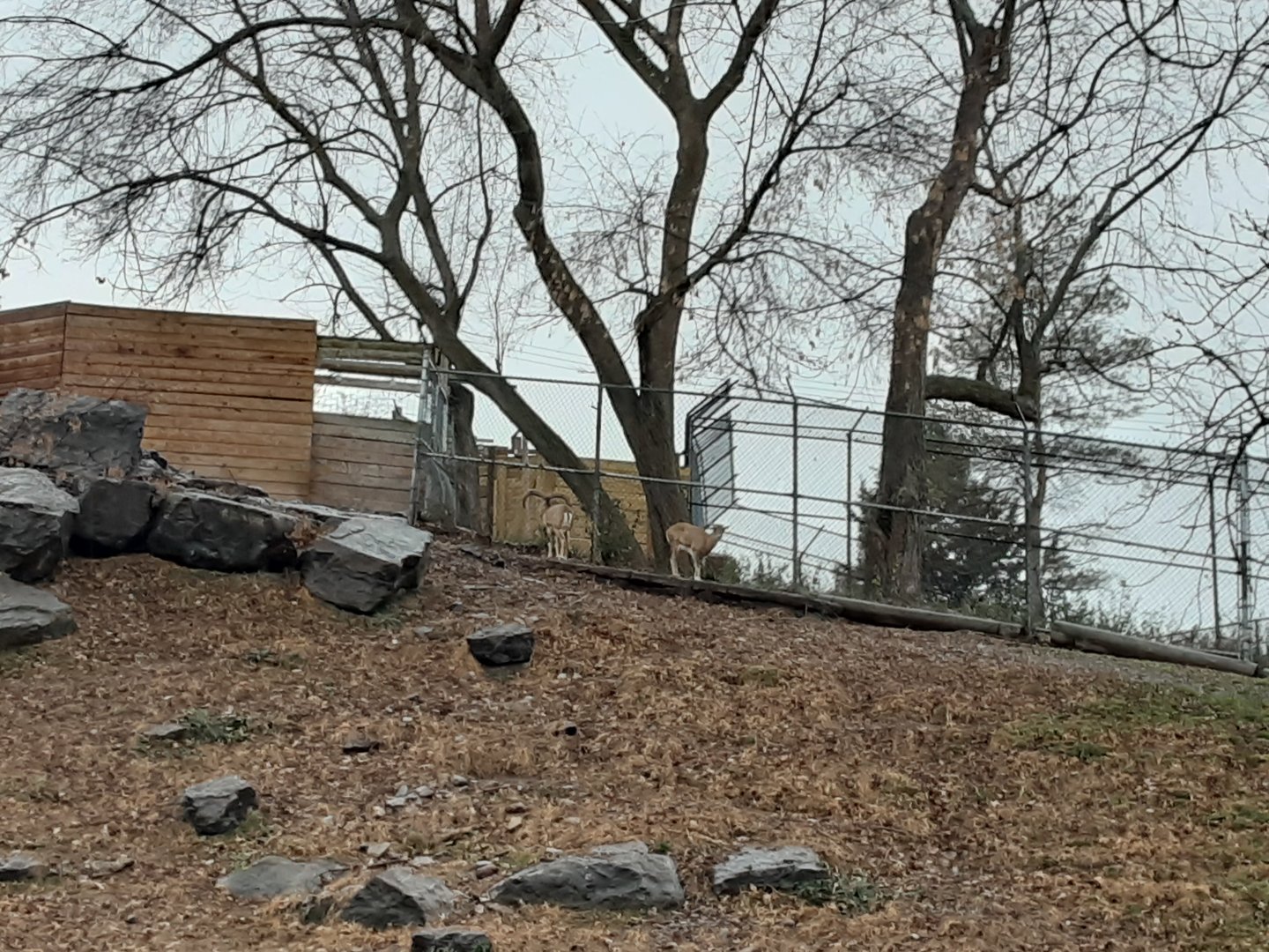 Armenian Mouflon Pair