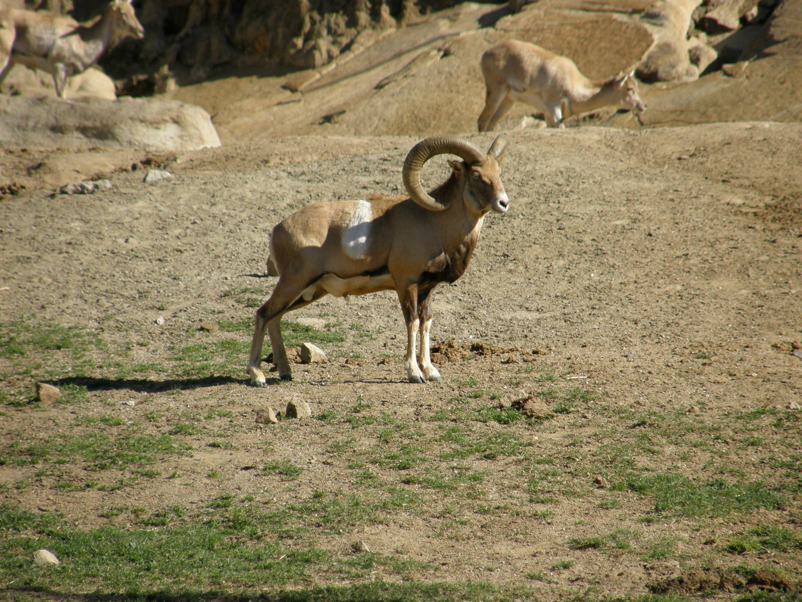 armenian mouflon