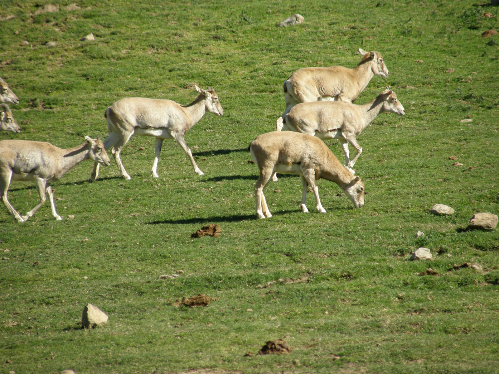 armenian mouflon