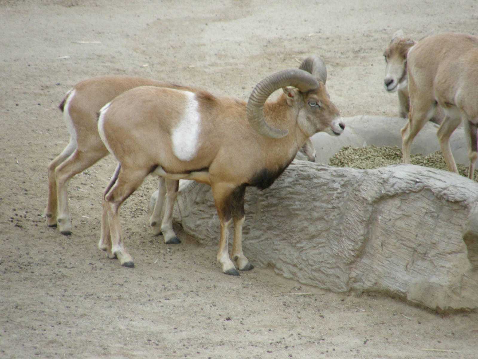 armenian mouflon