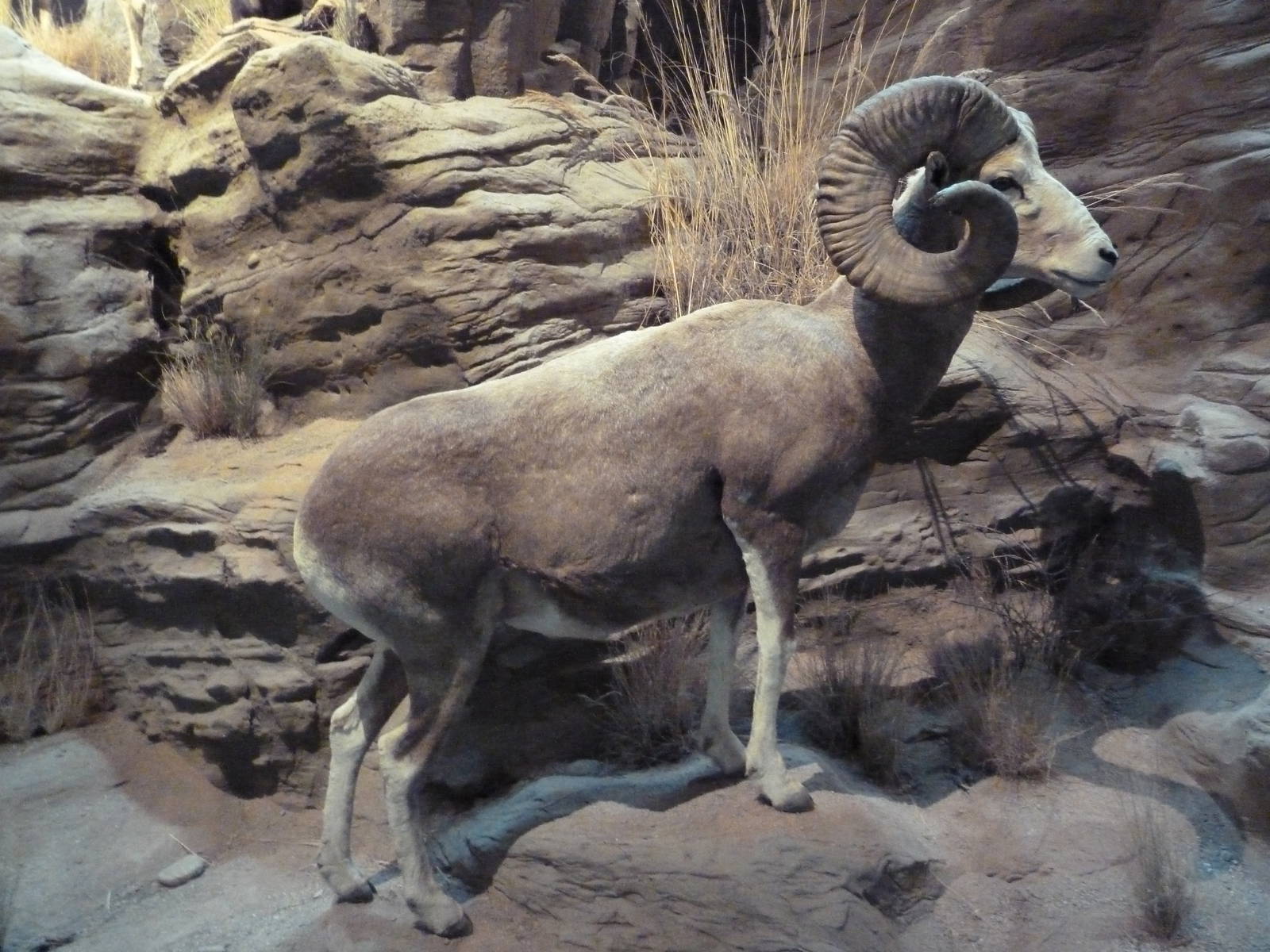 Armenian Sheep