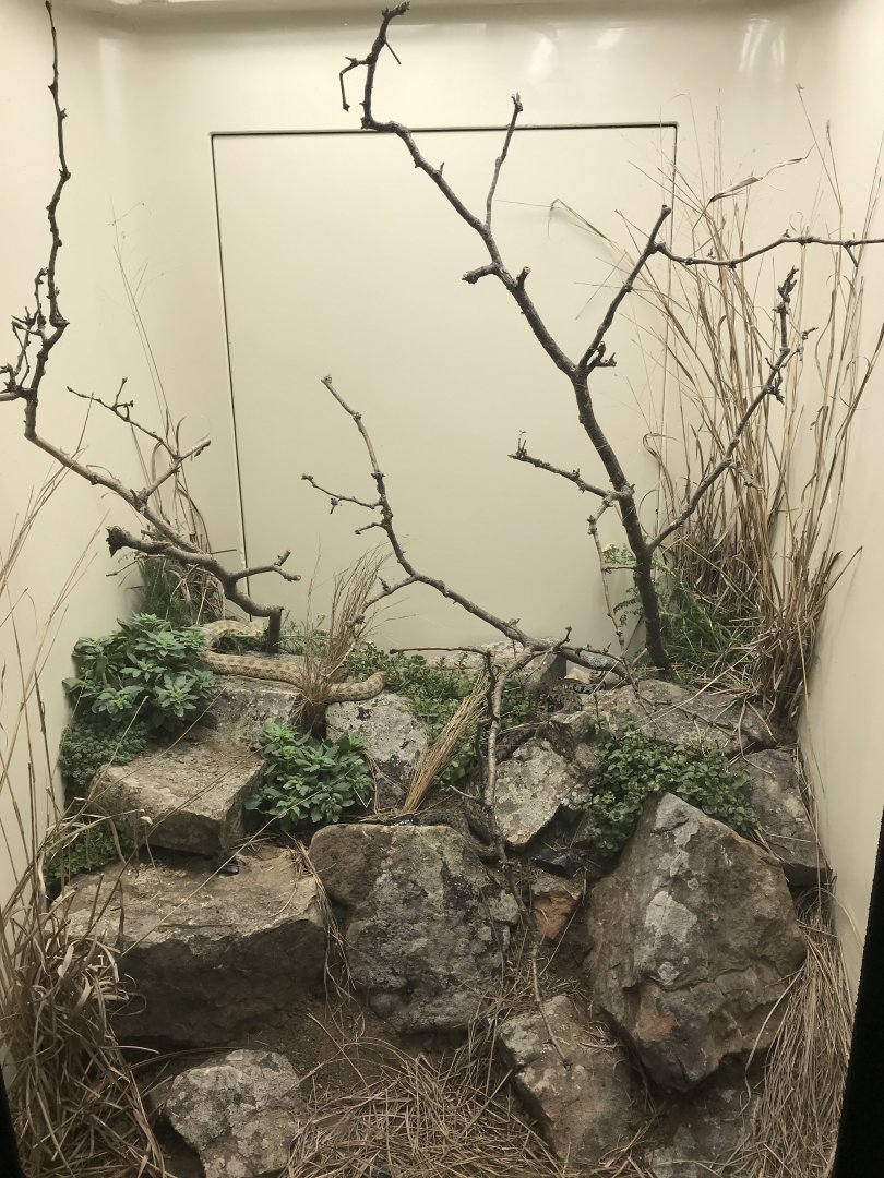 Armenian Viper & Levantine Viper Exhibit