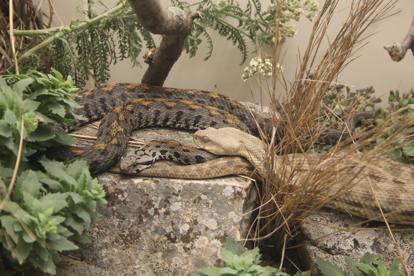Armenian Viper & Levantine Viper