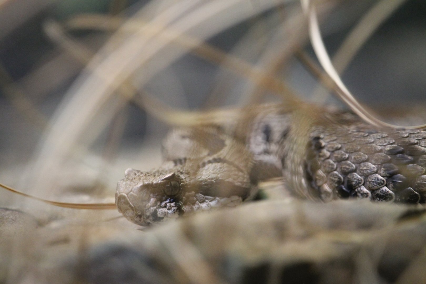 Armenian Viper (Montivipera raddei)