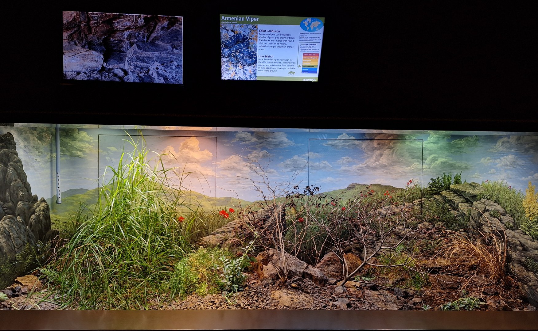 Armenian Viper Terrarium