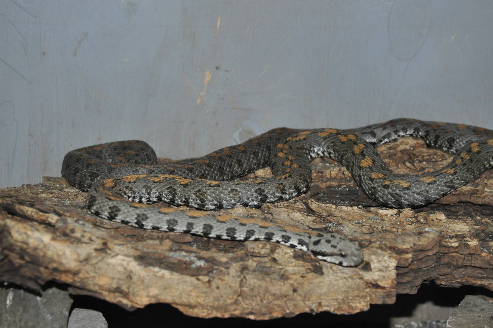 Armenian viper/ Vipera raddei