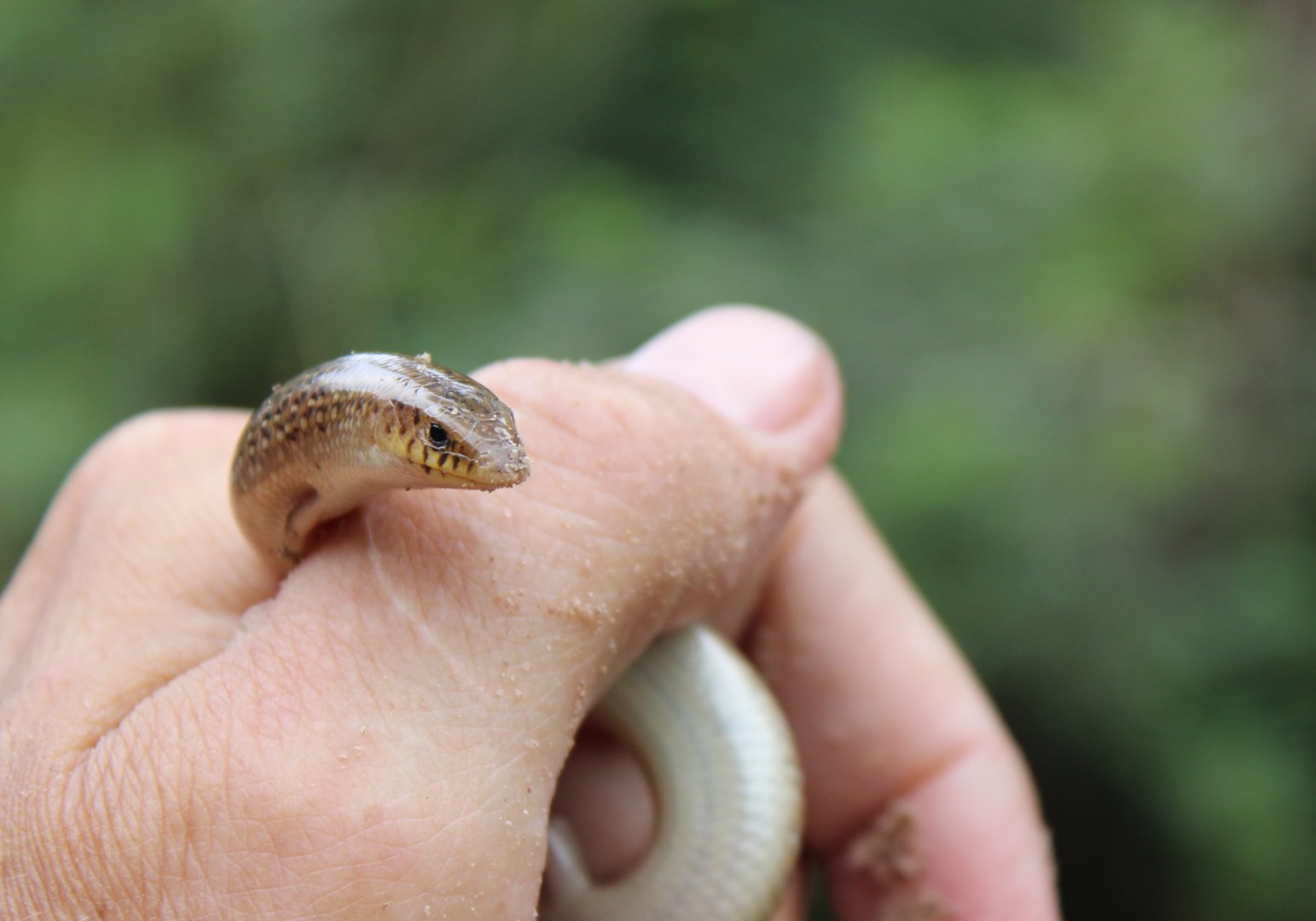 Armitage's cylindrical skink - Chalcides armitagei