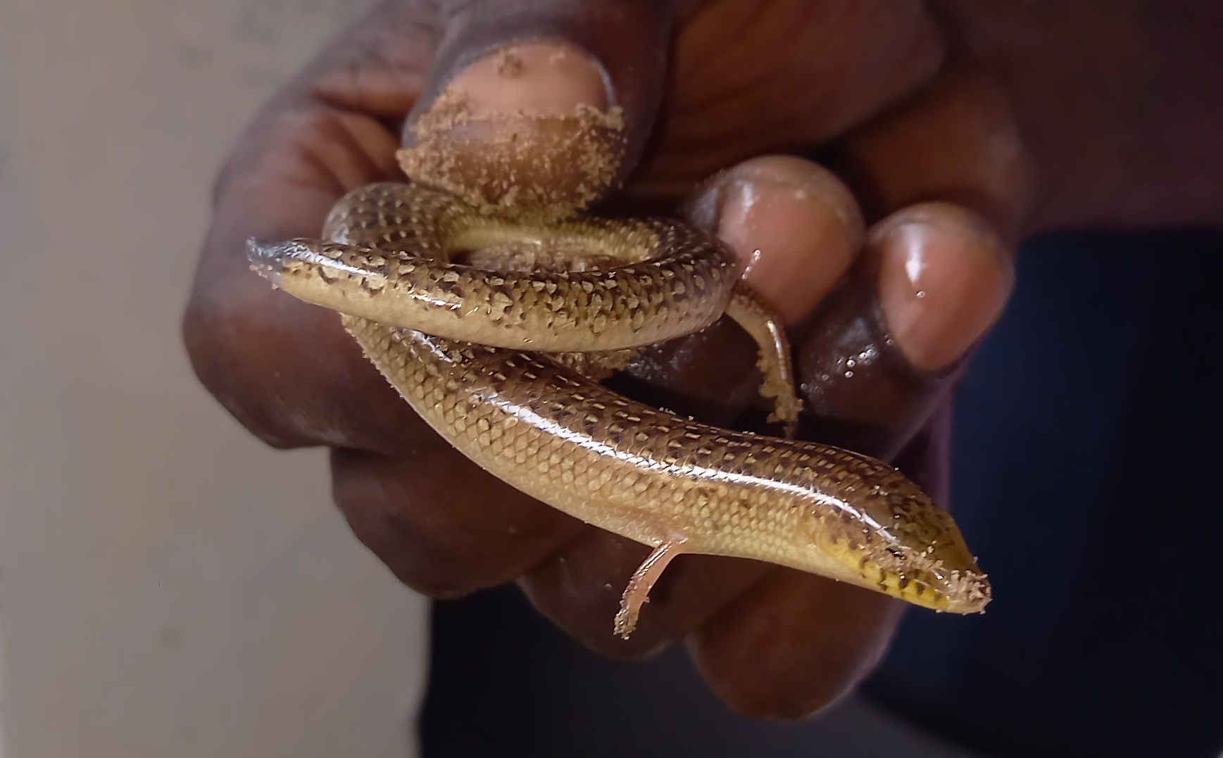 Armitage's skink