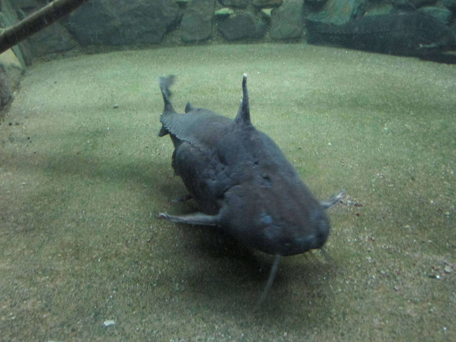 armored catfish acuario mendoza