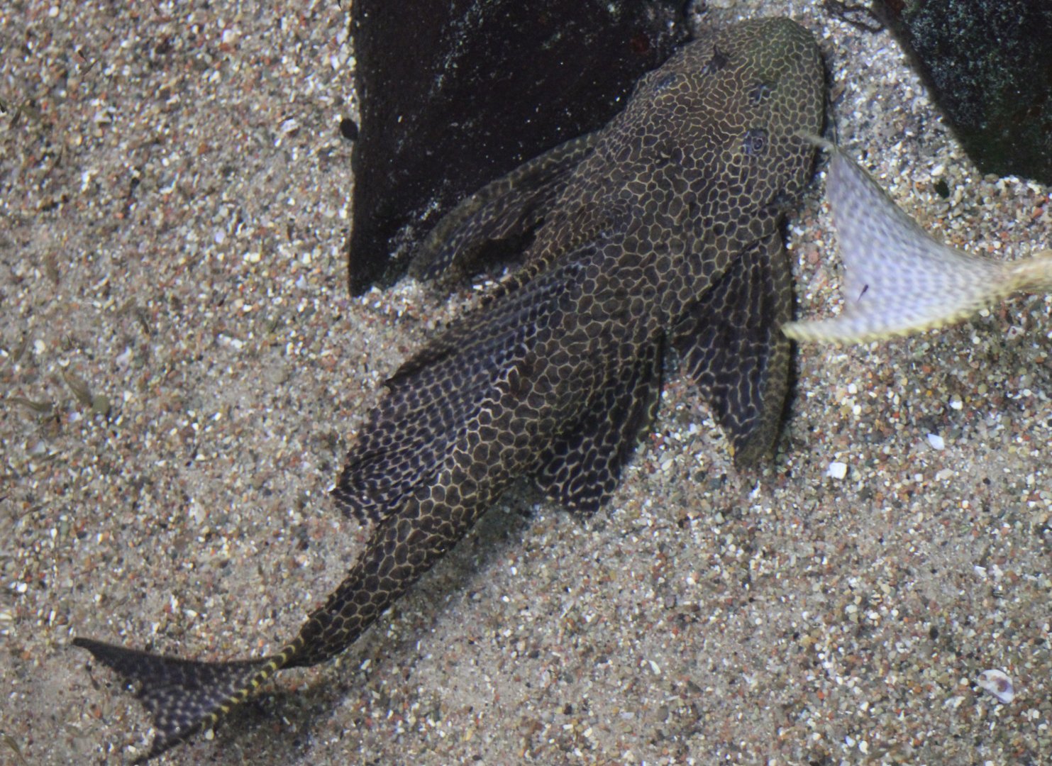 Armored catfish ID