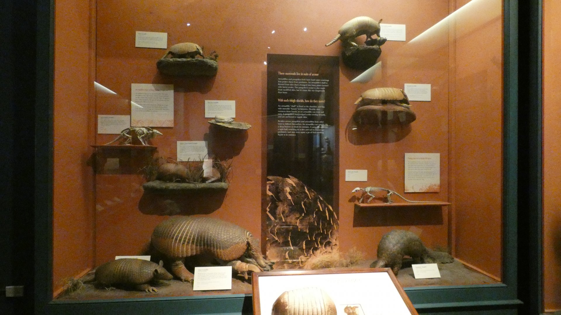 Armored Creatures, Animal Groups - Feb. 2022