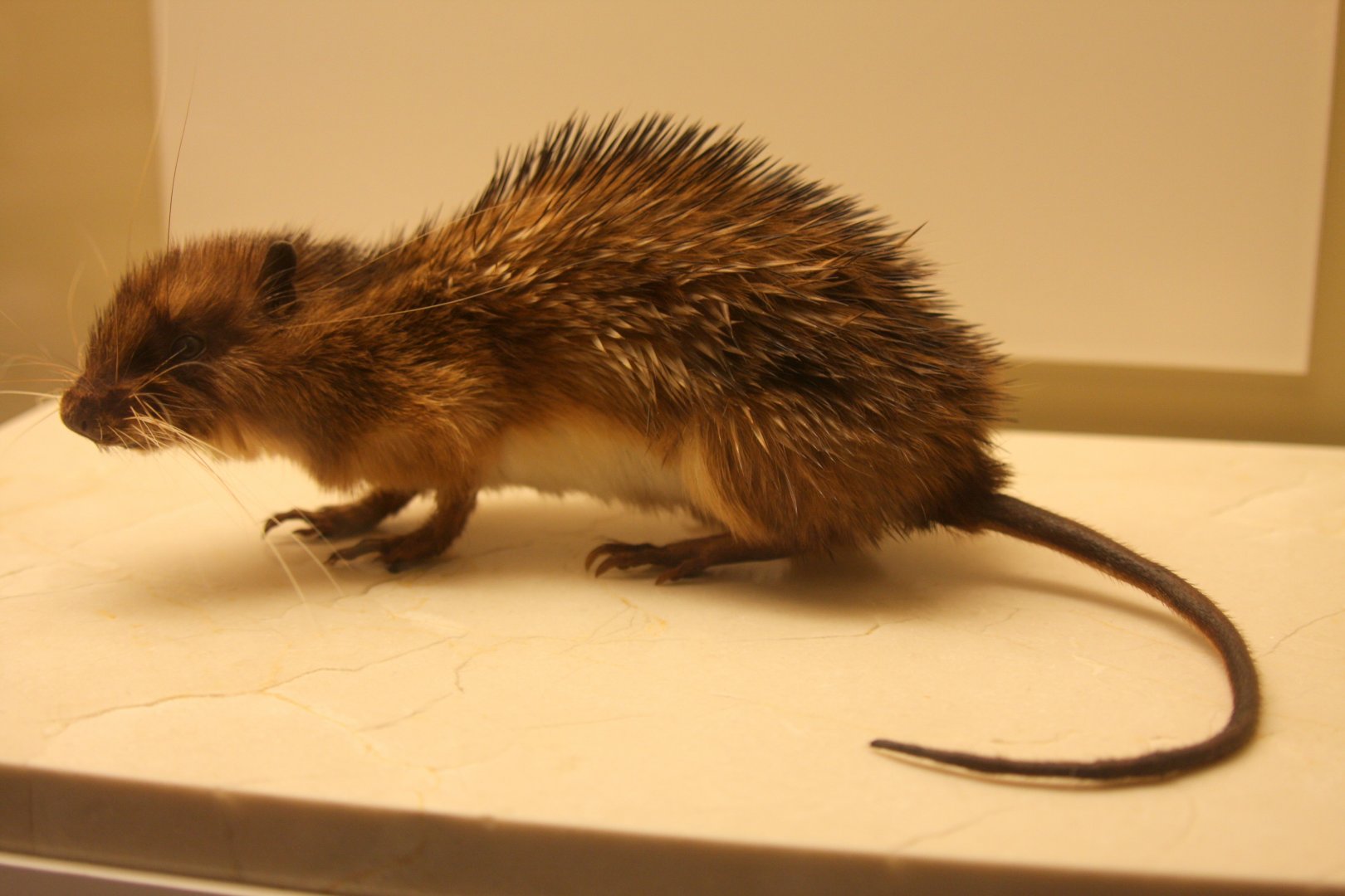 armored rat (Hoplomys gymnurus)