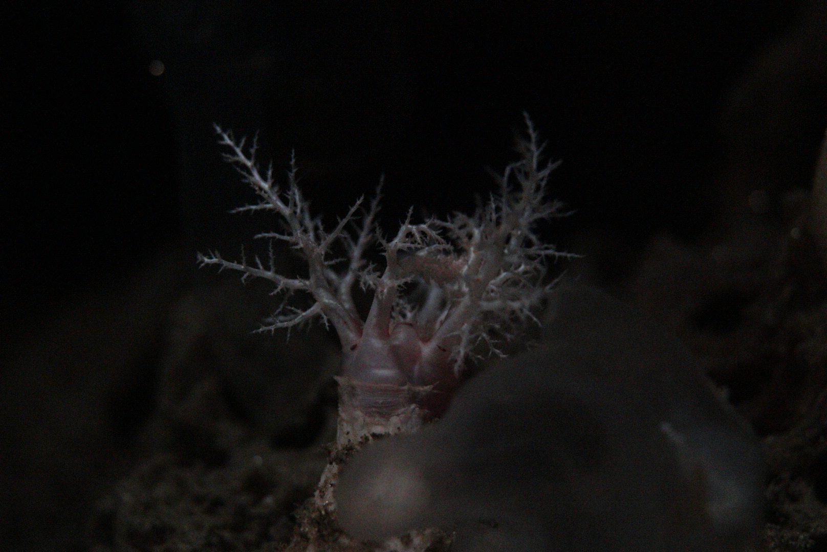 Armored Sea Cucumber (Psolus sp.)
