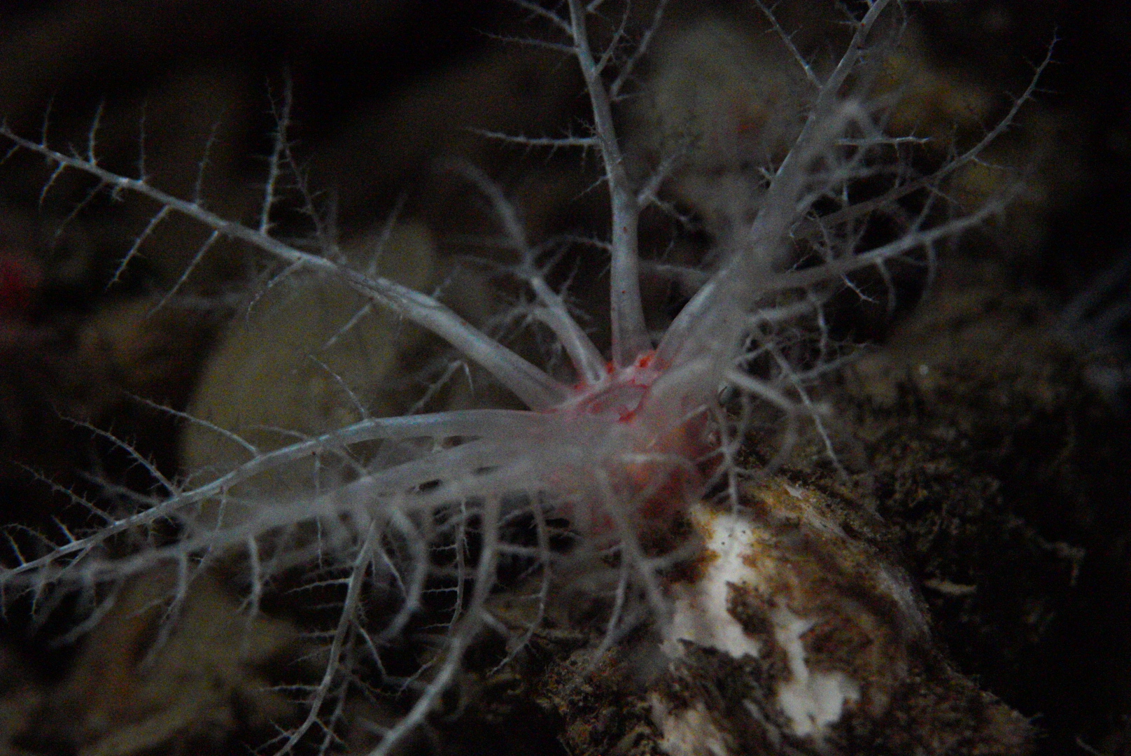 Armored Sea Cucumber (Psolus Squamatus)