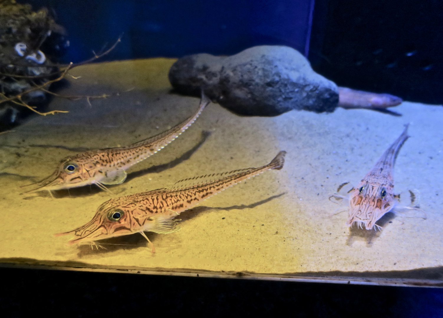 Armored Sea Robin (Peristedion orientale)