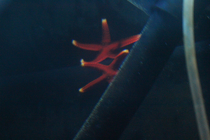 Armored sea star (Fromia hemiopla) - Suraloka Interactive Zoo