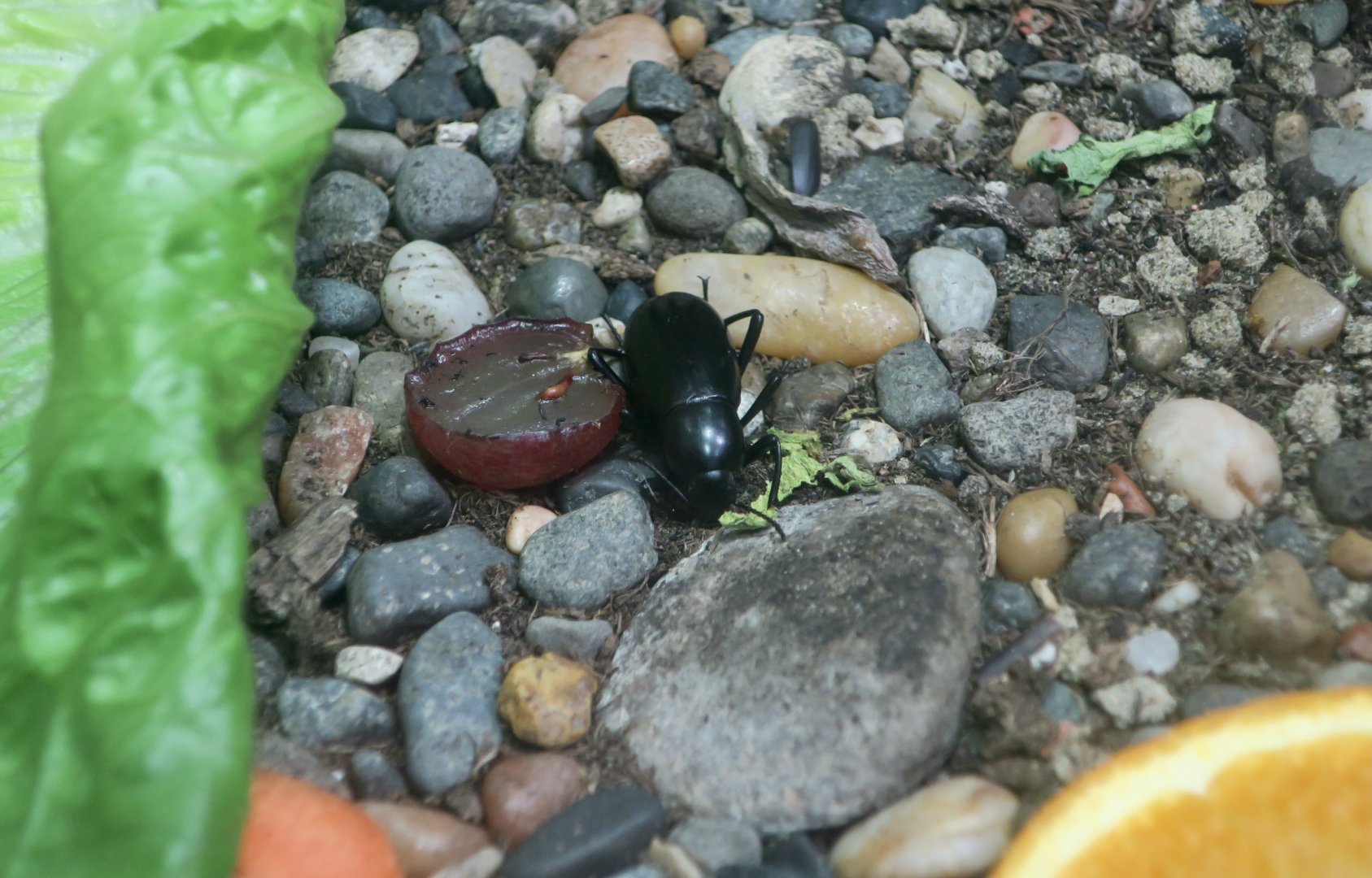 Armored Stink Beetle (Eleodes armata)