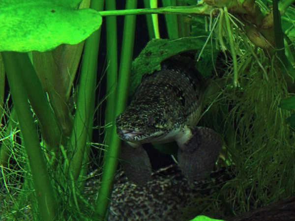 Armoured bichir (Polypterus delhezi)