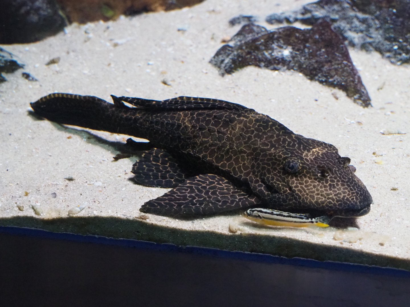 Armoured catfish and small cichlid ID - Zoo Antwerpen, 2019-06-26
