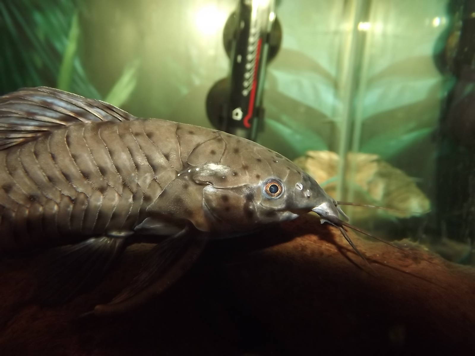 Armoured Catfish at Knowsley Safari Park 08/09/12