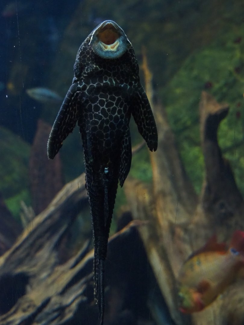 Armoured catfish ID - Zoo Antwerpen, 2019-06-26