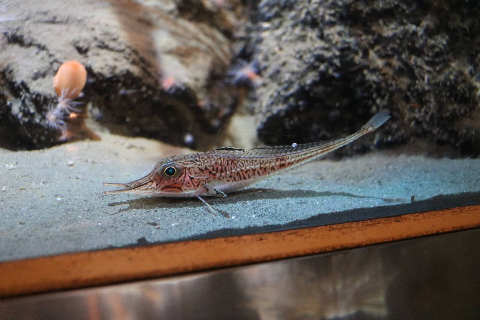 Armoured searobin - Tokyo Sea Life Park, February 2016