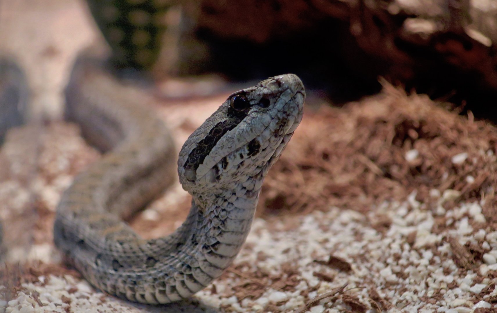Armstrong's Dusky Rattlesnake (Crotalus armstrongi)