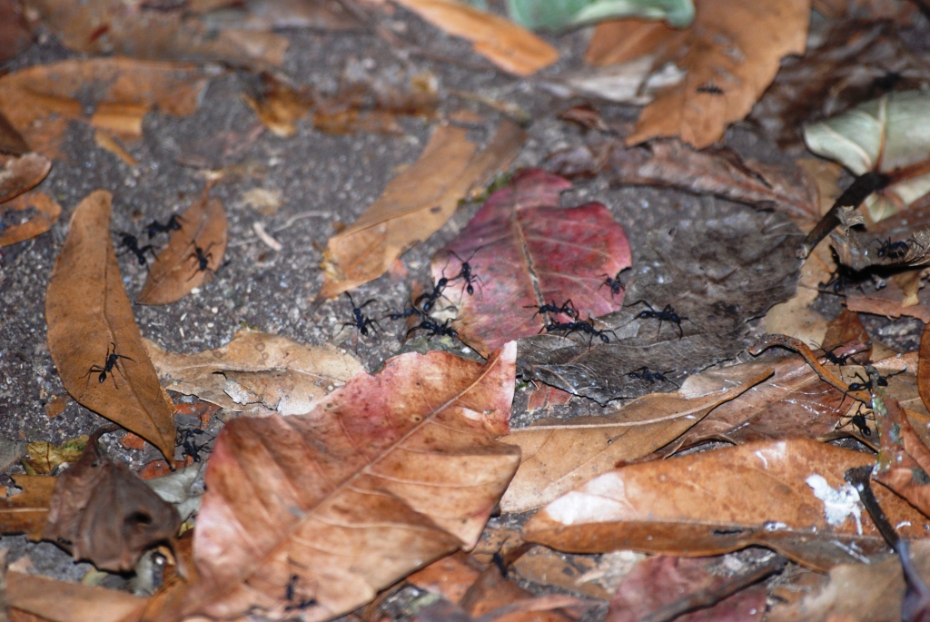 Army Ants, Reserve adjoining Monteverde Lodge, 19/04/14