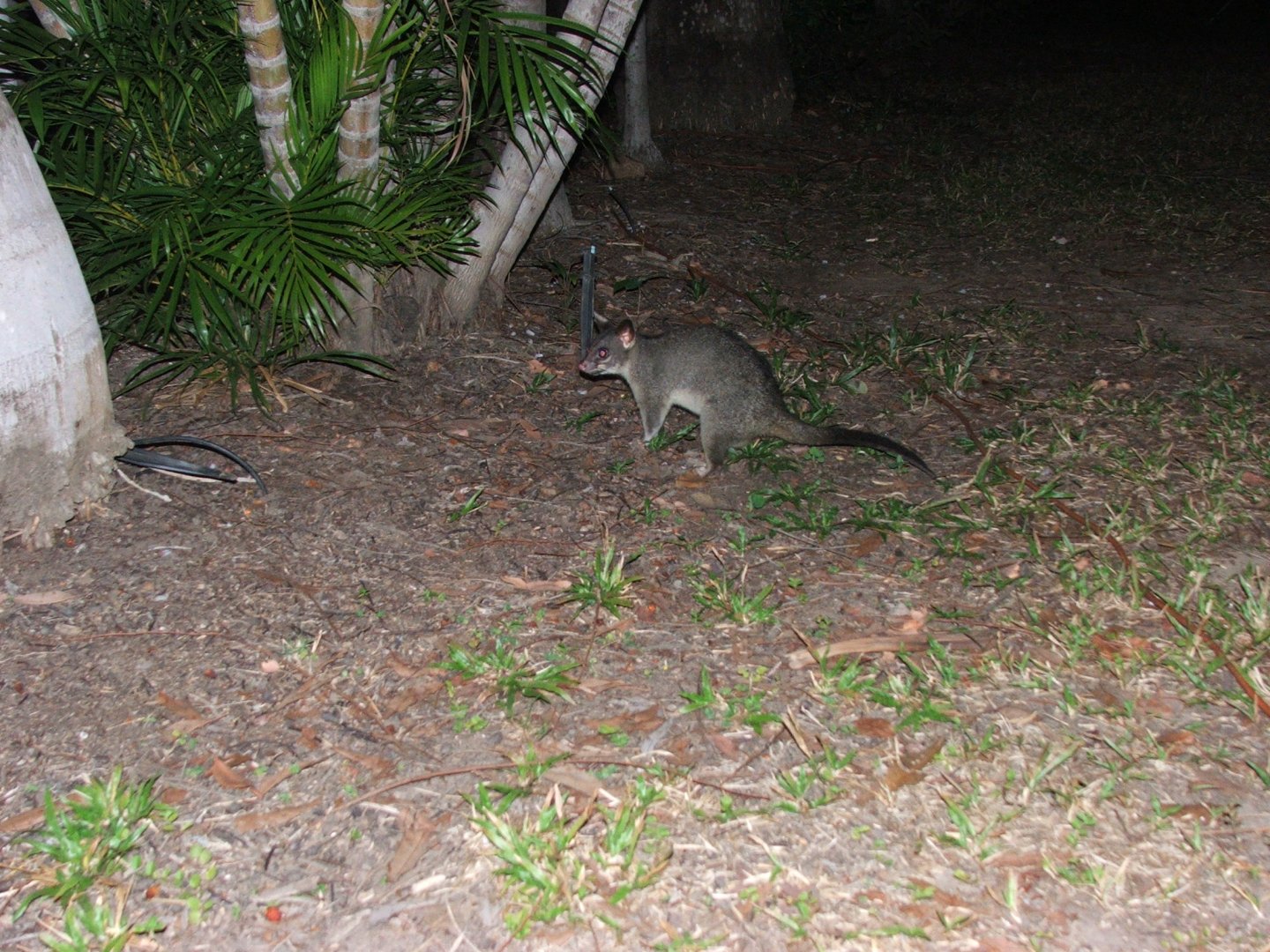 Arnhem Land Possum