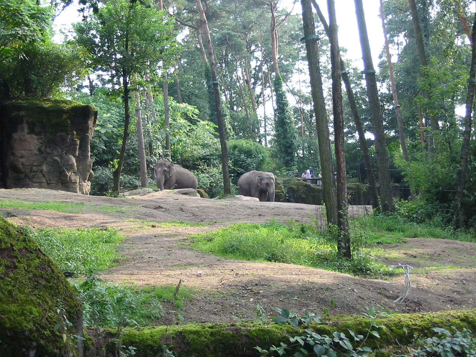 Arnhem Zoo 2004 - Asiatic Elephant exhibit