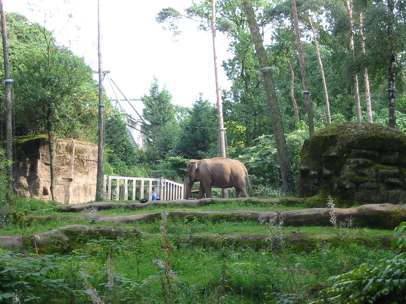 Arnhem Zoo 2004 - Asiatic Elephant exhibit