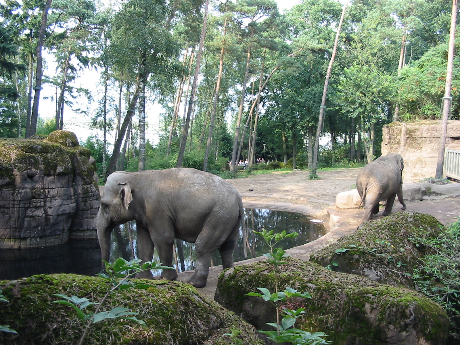 Arnhem Zoo 2004 - Asiatic Elephant exhibit