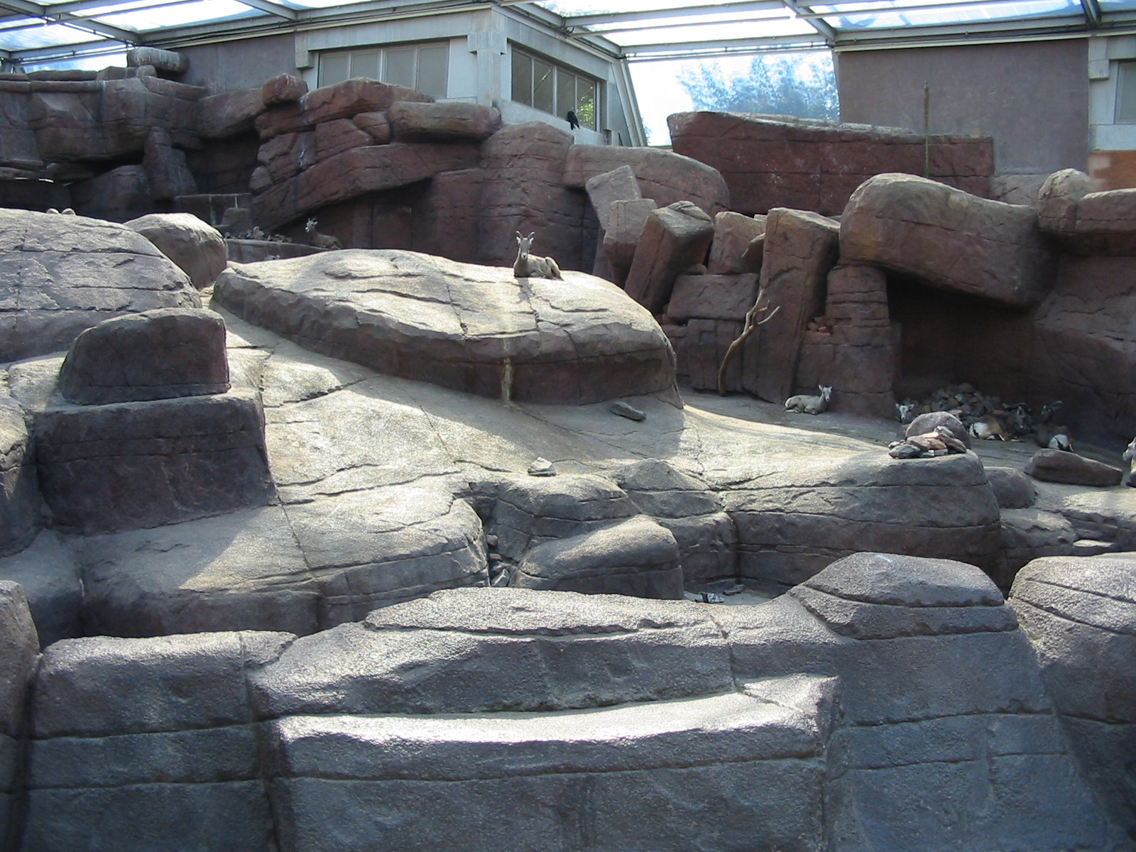 Arnhem Zoo 2004 - Bighorn Sheep exhibit inside the Desert building